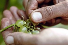 Polperro chenin grapes.
