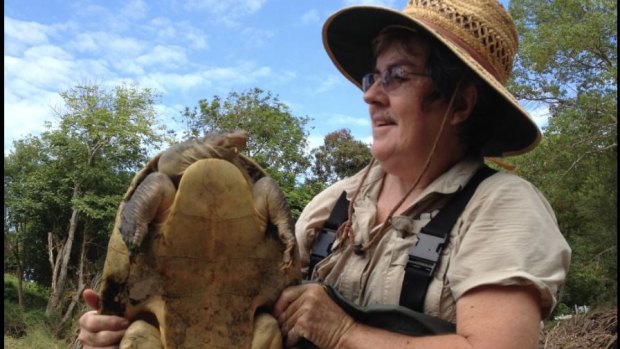 Turtle researcher Marilyn Connell with a Mary River turtle.
