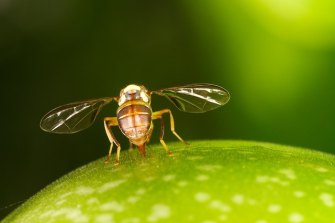 Fruit flies have been studied for a range of genetic and other issues. They may also help us understand how climate change is already affecting our wildlife - and ultimately us. 