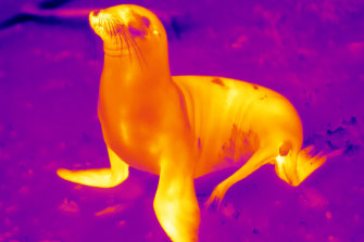 A Galapagos sea lion releasing heat through its front flippers. 