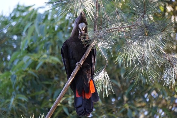 A rare glossy black cockatoo was spotted on the fringes of Melbourne for the first time in 150 years in 2020. It had been driven to different habitat after the bushfires.  