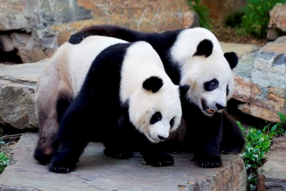 Adelaide Zoo pandas Fu Ni (left) and Wang Wang.