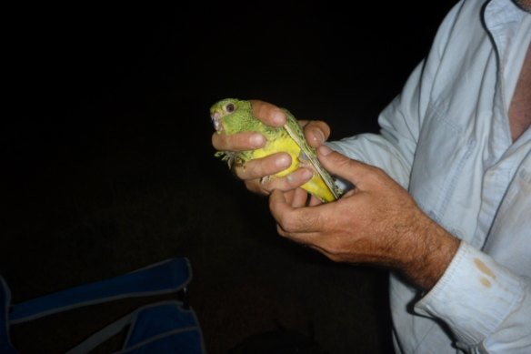 Dr Steve Murphy holds the night parrot.