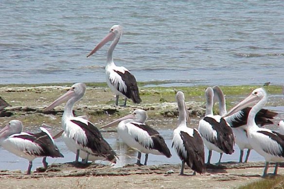 A flock of pelicans in the Coorong, near the end of the Murray River. Experts say it will be increasingly difficult to keep the lower lakes and the Coorong from drying up or becoming saline.