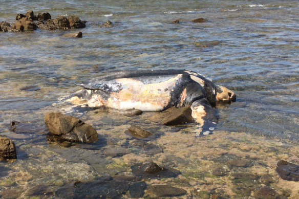 dead turtle on beach