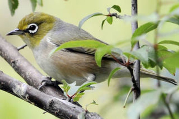 Silvereyes are among the worst offenders when it comes to fruit losses.