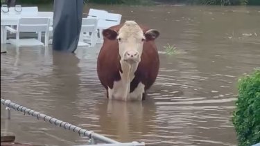 A cow in the flood water.