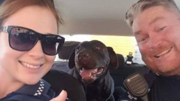 Police rescued a Labrador from a hot car in Toowoomba on Tuesday. 