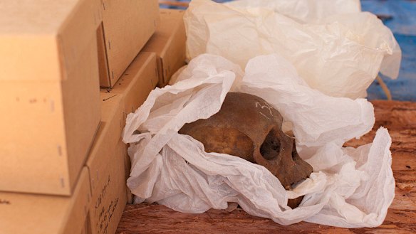 A 2011 file photo of a skull awaiting its return to its ancestral home in East Arnhem Land for ceremonial reburial after more than 60 years in the possession of the Smithsonian Institution in Washington.