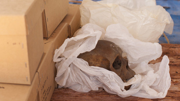 A 2011 file photo of a skull awaiting its return to its ancestral home in East Arnhem Land for ceremonial reburial after more than 60 years in the possession of the Smithsonian Institution in Washington.