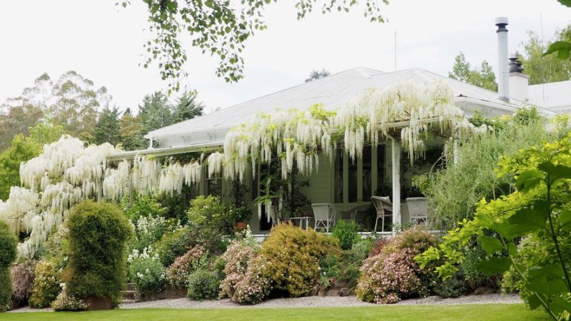 Growing and Planting Wisteria - Bunnings Australia