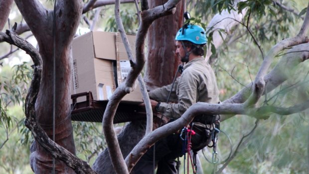 Boxed in: The owlet is carried up into the canopy to be released back into the wild.