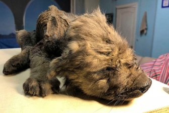 “Dogor”, a perfectly preserved 18,000-year-old pup unearthed from the ice of the Siberian permafrost, could hold the secrets of the first dogs.