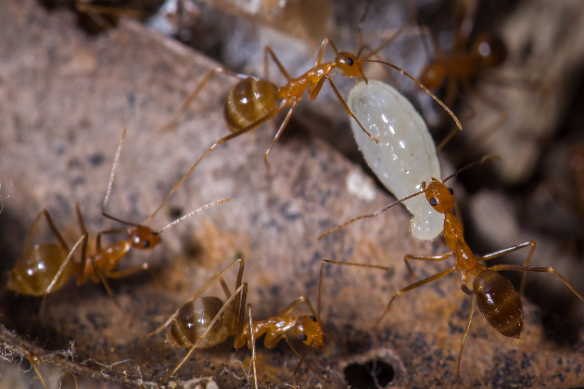 Yellow crazy ants in Queensland’s wet tropics will be targeted with pesticide baits.