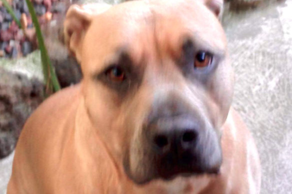 American Staffordshire terrier Junior killed his owner's father in Mill Park on Wednesday night.
