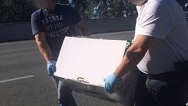 Police seize 100 kilograms of cannabis from vehicle on the Gold Coast.