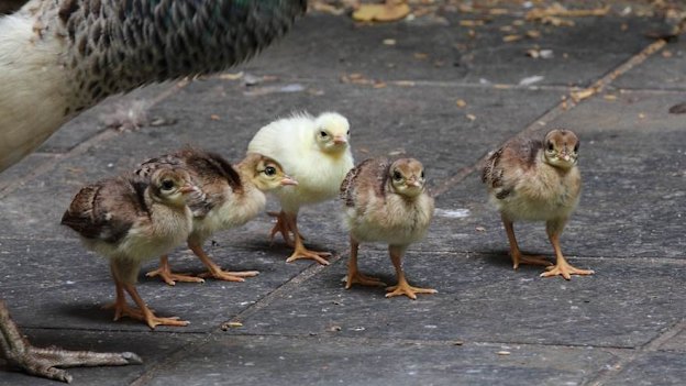 Geoffrey Dab tells the story of a rare white peahen (pictured) known as "White-ney Houston" who became something of a local celebrity before being killed by a fox.