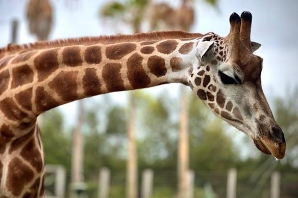 Nzuri died during labour at Sydney Zoo on Thursday.