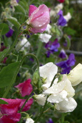 Before you plant sweet peas, do check they are a disease-resistant variety.
