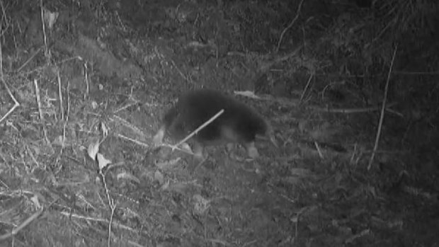 A long-beaked echidna named for Sir David Attenborough caught on camera in the Cyclops Mountains.