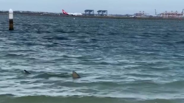 A shark was spotted swimming within the net of a Brighton Le Sands beach on Tuesday afternoon.