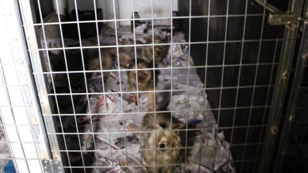 The WA government is moving towards a ban on puppy farming.