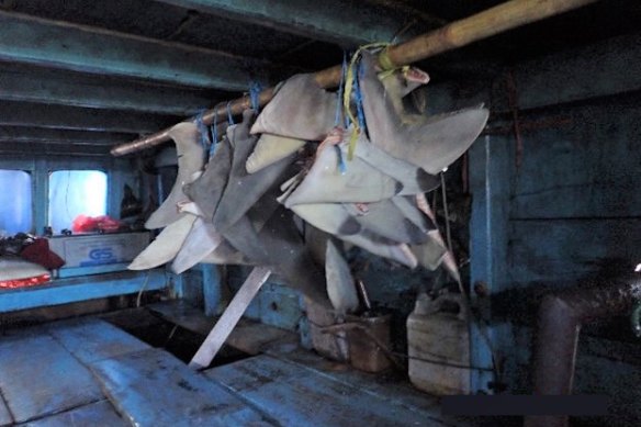 Australian authorities seized the vessel along with 50 kilograms of shark fin.