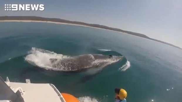 The humpback whale was dragging commercial fishing tackle when Sea World rescued it near North Stradbroke Island.