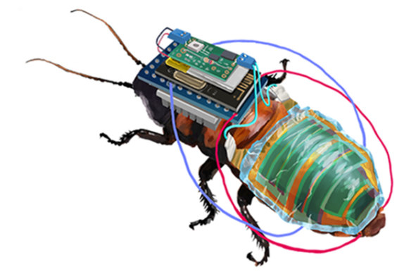 An insect developed in this study is equipped with a tiny wireless control module that is powered by a rechargeable battery attached to a solar cell.
