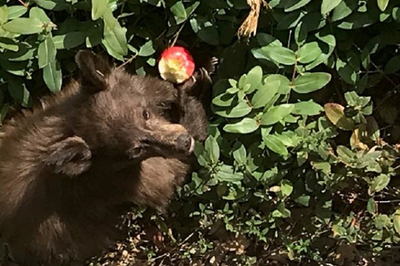 The neurologically impaired Pollock Pines black bear eats an apple in a residential backyard.