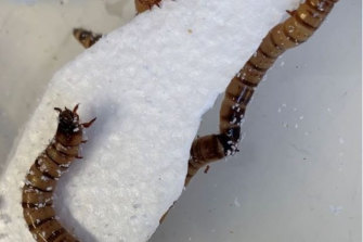 UQ researchers have discovered superworms (pictured) can eat styrofoam, giving clues about an innovative solution to plastic waste.