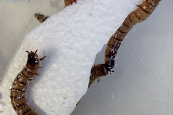 UQ researchers have discovered superworms (pictured) can eat styrofoam, giving clues about an innovative solution to plastic waste.