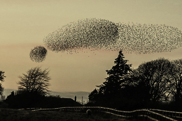 Starlings at Gretna Green in 2016.
