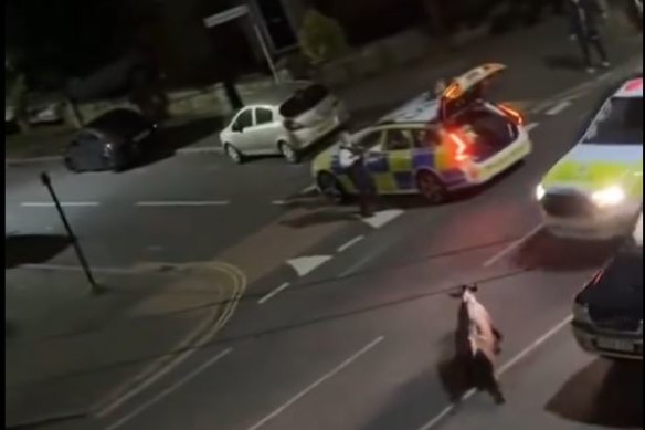 The footage shared on social media showed a Surrey Police Ford Ranger trying to control the calf, a 10-month-old called Beau Lucy, after it escaped from a farm.