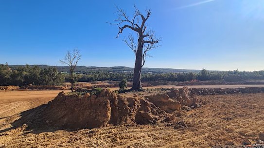 A lone jarrah tree is alleged to be the reason for the investigation against Alcoa.