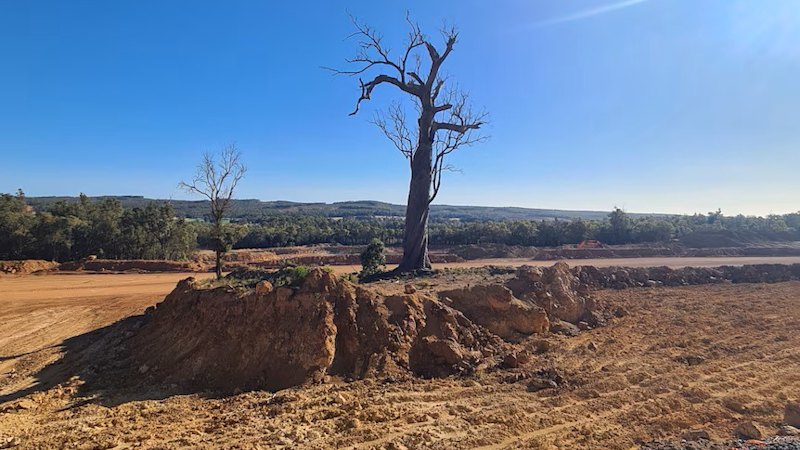 Why Alcoa’s WA mining operations are being investigated over a single tree