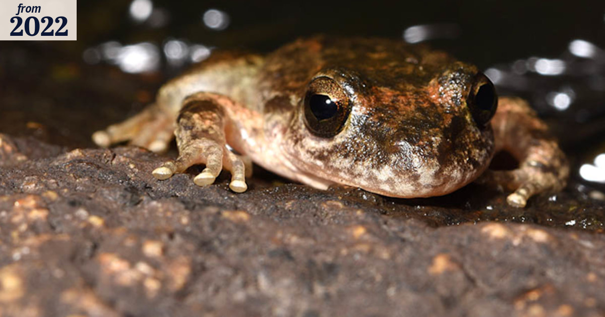The search for extinct frogs starts in your home with your phone