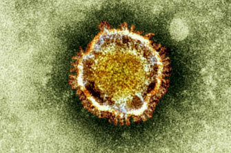 An electron microscope image of a coronavirus. Part of a family of viruses that cause ailments including the common cold and SARS, which was first identified last year in the Middle East.