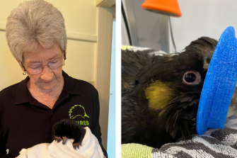 WIRES member Leoni Byron-Jackson, who is helping to save wildlife during the floods in Lismore, with a baby echidna, and a rescued bird at Byron Bay Wildlife Hospital.
