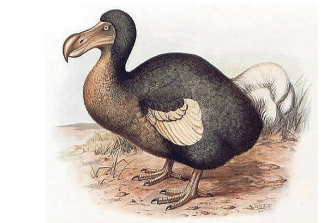 Genome sequencing tests suggest extinct flightless dodo could be brought back to life, say scientists