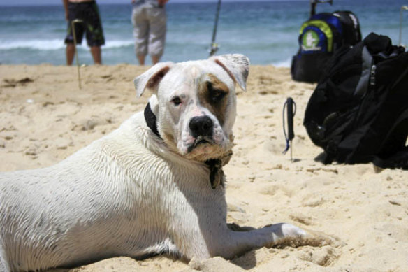 If there is dog poo on the beach, People from Melbourne are probably to blame ...