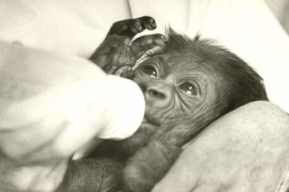 Mzuri was the first gorilla to be born from artificial insemination.