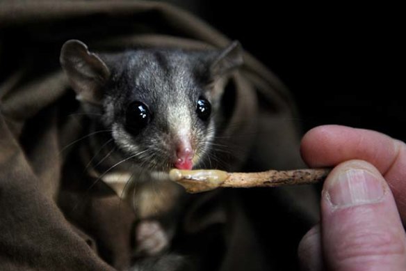 Leadbeater's possum.
