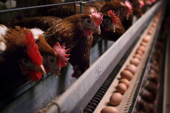 Australia continues to use battery cages for egg-laying hens.