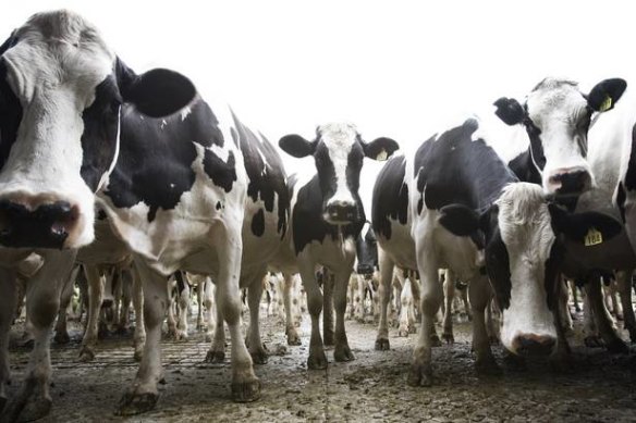Agriculture accounts for about half the annual increase in methane emissions, the study found. 