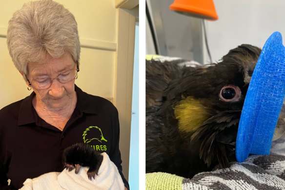 WIRES member Leoni Byron-Jackson, who is helping to save wildlife during the floods in Lismore, with a baby echidna, and a rescued bird at Byron Bay Wildlife Hospital.
