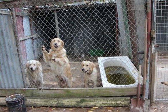 The raiding of a puppy farm in Victoria by police and council officers in 2014 eventually led to new laws in that state.