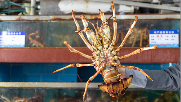 Australian lobster at Beijing Jingshen Seafood Market on Monday. 