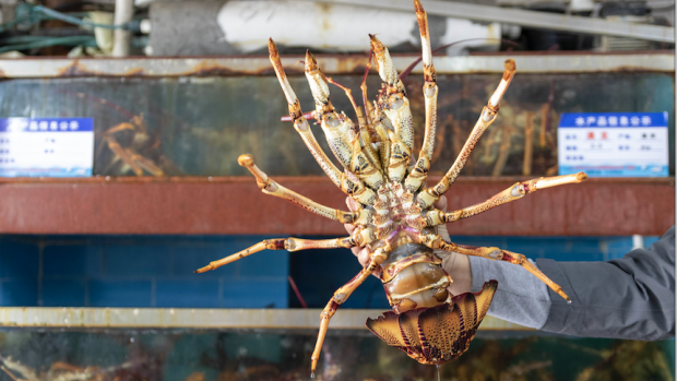 Australian lobster at Beijing Jingshen Seafood Market on Monday. 