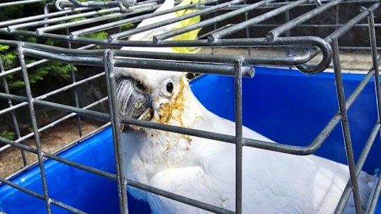 One of the poisoned cockatoos found by WIRES volunteer  Evelyn Anderson-Ho.